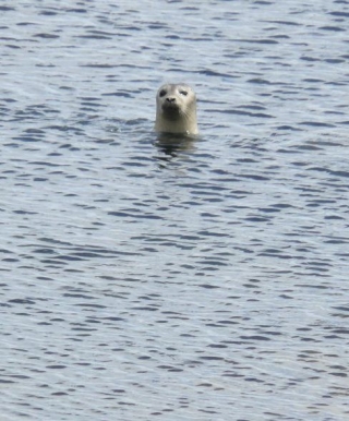  Avistamiento de focas 